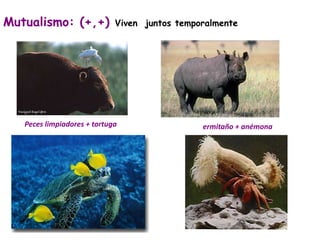 Mutualismo: (+,+) Viven juntos temporalmente 
Peces limpiadores + tortuga ermitaño + anémona 
 