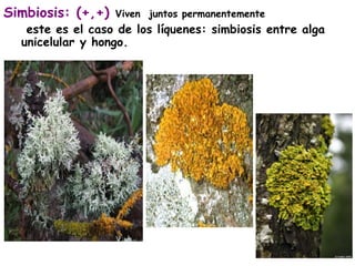 Simbiosis: (+,+) Viven juntos permanentemente 
este es el caso de los líquenes: simbiosis entre alga 
unicelular y hongo. 
 