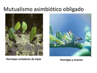 Mutualismo asimbiótico obligado 
Hormigas cortadoras de hojas Hormigas y acacias 
 