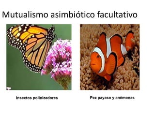 Mutualismo asimbiótico facultativo 
Insectos polinizadores Pez payaso y anémonas 
 
