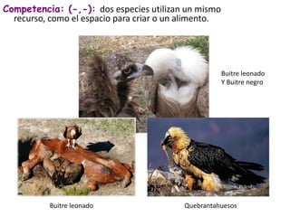 Competencia: (-,-): dos especies utilizan un mismo 
recurso, como el espacio para criar o un alimento. 
Buitre leonado 
Y Buitre negro 
Buitre leonado Quebrantahuesos 
 