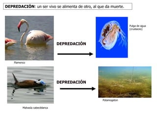 Pulga de agua 
(crustaceo) 
DEPREDACIÓN: un ser vivo se alimenta de otro, al que da muerte. 
Flamenco 
DEPREDACIÓN 
DEPREDACIÓN 
Malvasía cabeciblanca 
Potamogeton 
 
