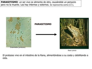 PARASITISMO: un ser vivo se alimenta de otro, causándole un perjuicio 
pero no la muerte. Los hay internos y externos. Se representa como (+/-), 
Entamoeba (protozoo) 
PARASITISMO 
Rana común 
El protozoo vive en el intestino de la Rana, alimentándose a su costa y debilitando a 
esta. 
 