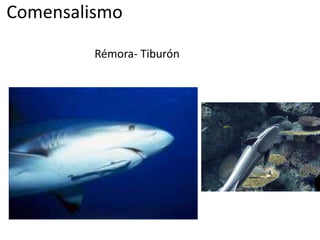 Comensalismo 
Rémora- Tiburón 
 