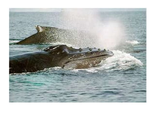 Relaciones interespecíficas e intraespecíficas de los seres vivos