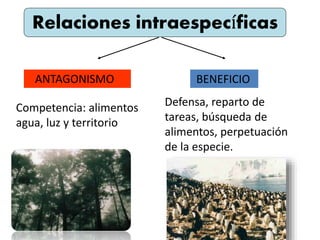 Relaciones intraespecíficas 
ANTAGONISMO BENEFICIO 
Competencia: alimentos 
agua, luz y territorio 
Defensa, reparto de 
tareas, búsqueda de 
alimentos, perpetuación 
de la especie. 
 