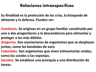 Relaciones intraespecíficas 
11 
Su finalidad es la protección de las crías, la búsqueda de 
alimento y la defensa. Pueden ser: 
Familiares. Se originan en un grupo familiar constituido por 
uno o dos progenitores y la descendencia para alimentar y 
proteger a los más débiles. 
Gregarias. Son asociaciones de organismos que se desplazan 
juntos, como las bandadas de aves. 
Coloniales. Son organismos que viven íntimamente unidos, 
como los corales o las esponjas. 
Sociales. Se establece una jerarquía y una distribución de 
tareas. 
 