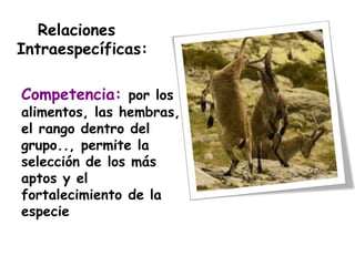 Relaciones 
Intraespecíficas: 
Competencia: por los 
alimentos, las hembras, 
el rango dentro del 
grupo.., permite la 
selección de los más 
aptos y el 
fortalecimiento de la 
especie 
 