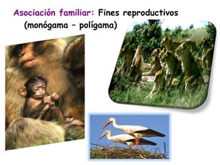 Asociación familiar: Fines reproductivos 
(monógama – polígama) 
 