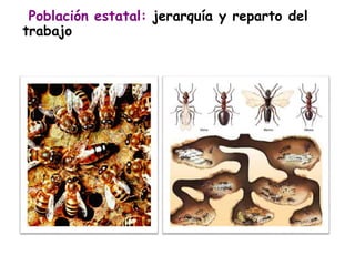 Población estatal: jerarquía y reparto del 
trabajo 
 