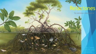Relaciones
Te conviene relacionarte
https://www.
biopedia.com/
manglares/
 