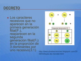 DECRETO

    Los caracteres
     recesivos que no
     aparecen en la
     primera generación
     filial(F1),
     reaparecen en la
     segunda
     generación filial(F2)
     en la proporción de
     3 dominantes por
     uno recesivo(3:1) http://descubrelasciencias.blogspot.com/20
                              09/03/leyes-de-mendel.html
 