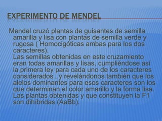 EXPERIMENTO DE MENDEL
Mendel cruzó plantas de guisantes de semilla
 amarilla y lisa con plantas de semilla verde y
 rugosa ( Homocigóticas ambas para los dos
 caracteres).
 Las semillas obtenidas en este cruzamiento
 eran todas amarillas y lisas, cumpliéndose así
 la primera ley para cada uno de los caracteres
 considerados , y revelándonos también que los
 alelos dominantes para esos caracteres son los
 que determinan el color amarillo y la forma lisa.
 Las plantas obtenidas y que constituyen la F1
 son dihíbridas (AaBb).
 