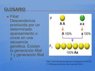 GLOSARIO
   Filial:
    Descendencia
    producida por un
    determinado
    apareamiento o
    cruce en una
    secuencia
    genética. Existen
    la generación filial
    1 y generación filial
    2                       http://carranzajuanignacio.blogspot.com/20
                            11/09/experimento-de-mendel.html
 