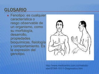 GLOSARIO
   Fenotipo: es cualquier
    característica o
    rasgo observable de
    un organismo, como
    su morfología,
    desarrollo,
    propiedades
    bioquímicas, fisiología
    y comportamiento. Es
    la expresión del
    genotipo.


                              http://www.medicentro.com.co/metodo-
                              star/STAR-101/1-Diagnostico.htm
 