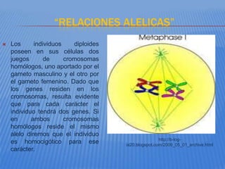 “RELACIONES ALELICAS”
   Los      individuos    diploides
    poseen en sus células dos
    juegos       de     cromosomas
    homólogos, uno aportado por el
    gameto masculino y el otro por
    el gameto femenino. Dado que
    los genes residen en los
    cromosomas, resulta evidente
    que para cada carácter el
    individuo tendrá dos genes. Si
    en      ambos       cromosomas
    homólogos reside el mismo
    alelo diremos que el individuo
                                                       http://b-log-
    es homocigótico para ese           ia20.blogspot.com/2009_05_01_archive.html
    carácter.
 