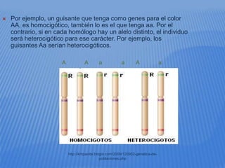    Por ejemplo, un guisante que tenga como genes para el color
    AA, es homocigótico, también lo es el que tenga aa. Por el
    contrario, si en cada homólogo hay un alelo distinto, el individuo
    será heterocigótico para ese carácter. Por ejemplo, los
    guisantes Aa serían heterocigóticos.

                       A            A       a            a       A               a




                           http://kmpanita.blogia.com/2009/120902-genetica-de-
                                              poblaciones.php
 