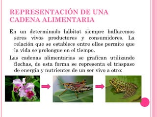 REPRESENTACIÓN DE UNA CADENA ALIMENTARIA En un determinado hábitat siempre hallaremos seres vivos productores y consumidores. La relación que se establece entre ellos permite que la vida se prolongue en el tiempo. Las cadenas alimentarias se grafican utilizando flechas, de esta forma se representa el traspaso de energía y nutrientes de un ser vivo a otro: 