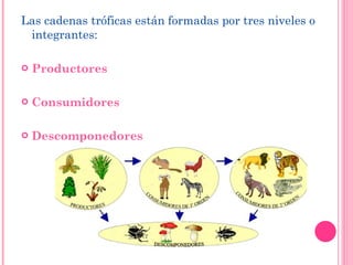 Las cadenas tróficas están formadas por tres niveles o integrantes: Productores Consumidores Descomponedores 