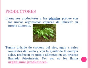 PRODUCTORES Llamamos productores a las  plantas   porque son los únicos organismos capaces de fabricar su propio alimento.  Toman dióxido de carbono del aire, agua y sales minerales del suelo y, con la ayuda de la energía solar, producen su propio alimento en un proceso llamado fotosíntesis. Por eso se les llama  organismos productores .  