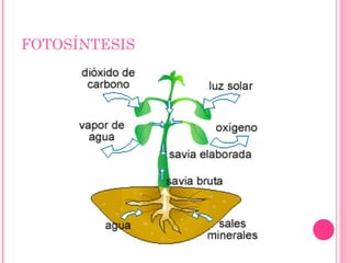 FOTOSÍNTESIS 