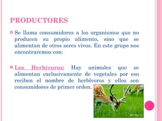 PRODUCTORES Se llama consumidores a los organismos que no producen su propio alimento, sino que se alimentan de otros seres vivos. En este grupo nos encontraremos con:  Los Herbívoros:   Hay animales que se alimentan exclusivamente de vegetales por eso reciben el nombre de herbívoros y ellos son consumidores de primer orden.  