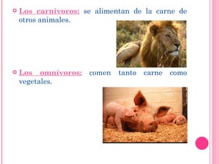 Los carnívoros:   se alimentan de la carne de otros animales. Los omnívoros:   comen tanto carne como vegetales.  