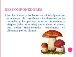 DESCOMPONEDORES Son los hongos y las bacterias microscópicas que se encargan de transformar los desechos de los animales y las plantas muertas en elementos simples (sales minerales) que vuelven al suelo y que serán transformados nuevamente en alimentos por las plantas.  