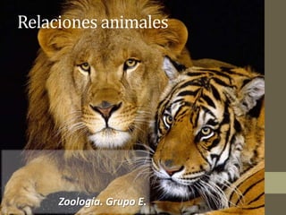 Relaciones animales
Zoología. Grupo E.
 