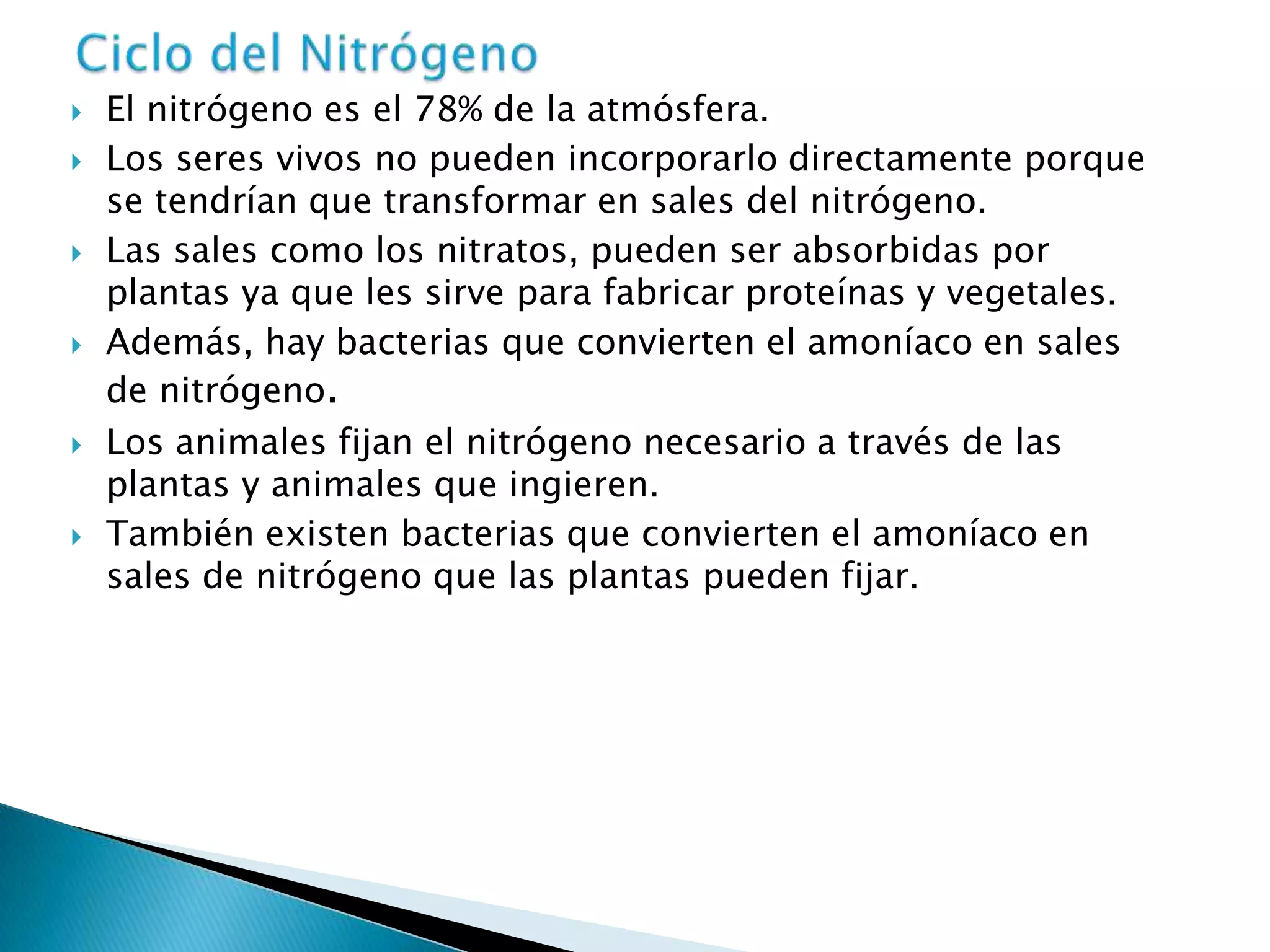  El nitrógeno es el 78% de la atmósfera.
 Los seres vivos no pueden incorporarlo directamente porque
se tendrían que transformar en sales del nitrógeno.
 Las sales como los nitratos, pueden ser absorbidas por
plantas ya que les sirve para fabricar proteínas y vegetales.
 Además, hay bacterias que convierten el amoníaco en sales
de nitrógeno.
 Los animales fijan el nitrógeno necesario a través de las
plantas y animales que ingieren.
 También existen bacterias que convierten el amoníaco en
sales de nitrógeno que las plantas pueden fijar.
 