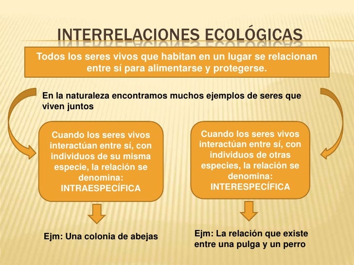 Resultado de imagen de diferencias entre relaciones intraespecificas y interespecificas