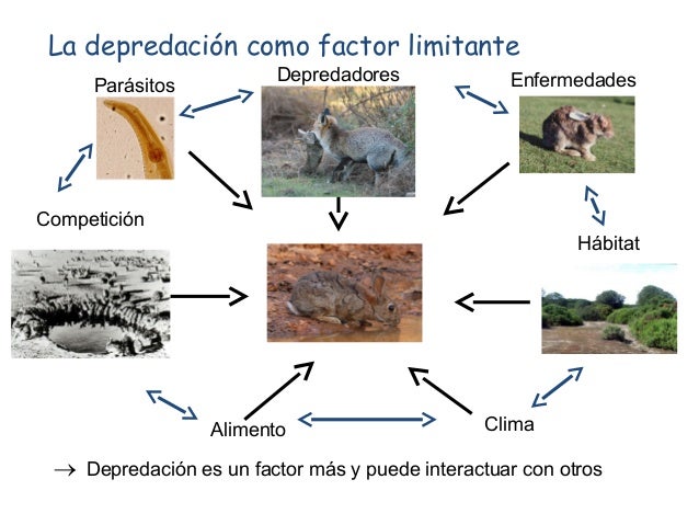 Cual Es El Efecto Ecologico Positivo De La Depredacion