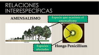 RELACIONES
INTERESPECÍFICAS
AMENSALISMO
Hongo Penicillium
