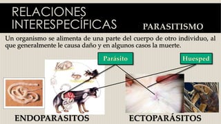 RELACIONES
INTERESPECÍFICAS PARASITISMO
ENDOPARÁSITOS ECTOPARÁSITOS
Un organismo se alimenta de una parte del cuerpo de otro individuo, al
que generalmente le causa daño y en algunos casos la muerte.