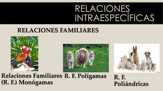 RELACIONES
INTRAESPECÍFICAS
RELACIONES FAMILIARES
Relaciones Familiares
(R. F.) Monógamas
R. F. Polígamas R. F.
Poliándricas