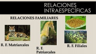 RELACIONES
INTRAESPECÍFICAS
RELACIONES FAMILIARES
R. F. Matriarcales
R. F.
Patriarcales
R. F. Filiales