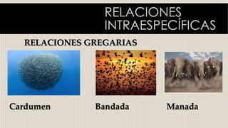 RELACIONES
INTRAESPECÍFICAS
RELACIONES GREGARIAS
Cardumen Bandada Manada