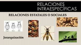 RELACIONES
INTRAESPECÍFICAS
RELACIONES ESTATALES O SOCIALES
Jerarquización