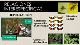 RELACIONES
INTERESPECÍFICAS
DEPREDACIÓN Mimetismo
(imitar)
Camuflaje
(inadvertido)
Coloración
aposemática
(Advertencia)