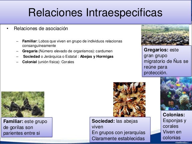 4.4 Relaciones Bióticas