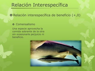 Relacion intraespecifica e interespecifica | PDF