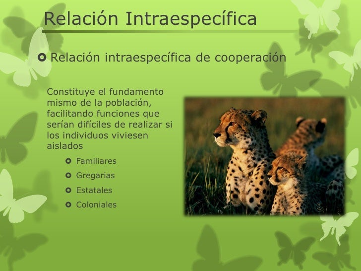 Resultado de imagen de relaciones intraespecificas