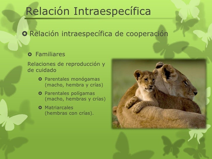 Definicion De Relacion Intraespecifica Dinami Definicion De Relacion Intraespecifica Dinami