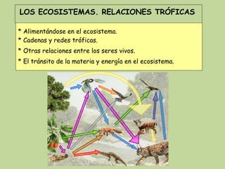 LOS ECOSISTEMAS. RELACIONES TRÓFICAS
* Alimentándose en el ecosistema.
* Cadenas y redes tróficas.
* El tránsito de la materia y energía en el ecosistema.
* Otras relaciones entre los seres vivos.
 