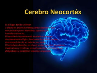 Es el lugar donde se llevan
a efecto los procesos intelectuales superiores. Está
estructurado por el hemisferio izquierdo y el
hemisferio derecho.
El hemisferio izquierdo está asociado a procesos
de razonamiento lógico, funciones de análisis, síntesis y
descomposición de un todo en sus partes.
El hemisferio derecho, en el cual se dan procesos asociativos,
imaginativos y creativos, se asocia con la posibilidad de ver
globalidades y establecer relaciones espaciales.
 