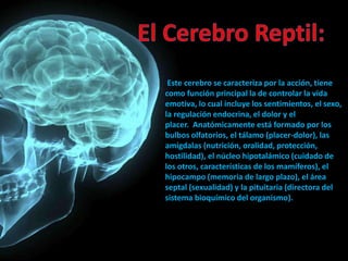 Este cerebro se caracteriza por la acción, tiene
como función principal la de controlar la vida
emotiva, lo cual incluye los sentimientos, el sexo,
la regulación endocrina, el dolor y el
placer. Anatómicamente está formado por los
bulbos olfatorios, el tálamo (placer-dolor), las
amígdalas (nutrición, oralidad, protección,
hostilidad), el núcleo hipotalámico (cuidado de
los otros, características de los mamíferos), el
hipocampo (memoria de largo plazo), el área
septal (sexualidad) y la pituitaria (directora del
sistema bioquímico del organismo).
 