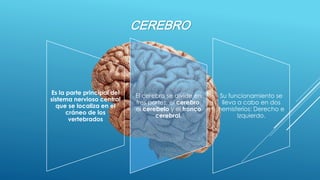 CEREBRO 
Es la parte principal del sistema nervioso central que se localiza en el cráneo de los vertebrados 
El cerebro se divide en tres partes, el cerebro, el cerebeloy el tronco cerebral. 
Su funcionamiento se lleva a cabo en dos hemisferios: Derecho e Izquierdo.  