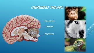 CEREBRO TRIUNO  