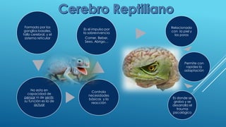 Formada por los ganglios basales, tallo cerebral, y el sistema reticular 
No esta en capacidad de pensarni de sentir, su función es la de actuar 
Controla necesidades básicas y la reacción 
Es el impulso por la sobrevivencia 
Comer, Beber, Sexo, Abrigo… 
Relacionado con la piel y los poros 
Permite con rapidez la adaptación 
Es donde se graba y se desarrolla el trauma psicológico  