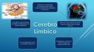 Permite un desarrollo sentimental que opera fundamentalmente desde la estructura 
Existe la capacidad de sentir, pues es el que más se deja afectar 
Energiza la conducta para el logro de metas-motivación 
Es considerada como el cerebro afectivo 
Y es ello lo que permite establecer relaciones de mayor fidelidadCerebro Límbico  
